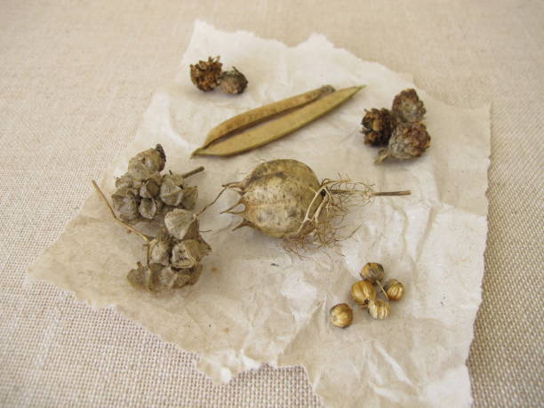 Dried elderflowers, echinacea root, and rosehips arranged on linen